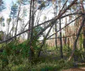 Тайник с гексогеном нашли в лесу в Воронежской области