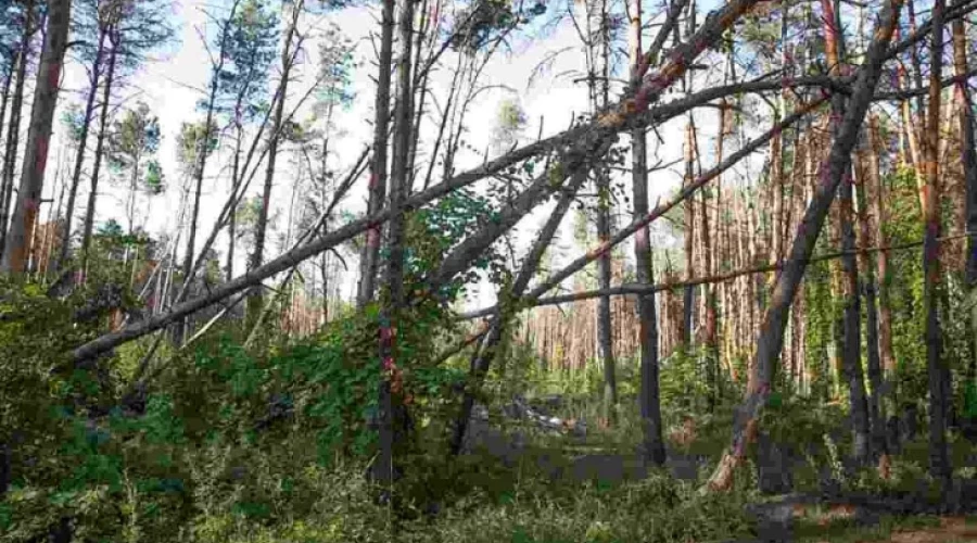 Тайник с гексогеном нашли в лесу в Воронежской области