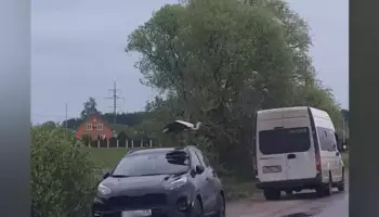 Необычное появление аиста на крыше автомобиля в Воронежской области