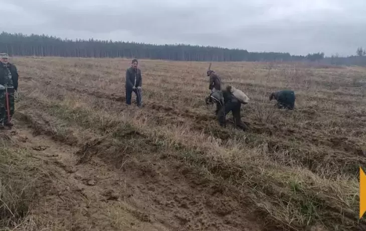 Верхняя Тишанка: более 440 тыс. сосен высажено в Новохоперском лесничестве