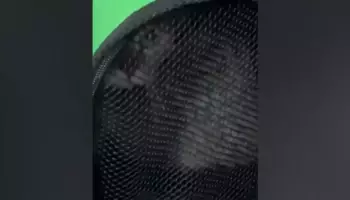 Кошка‑побегница &laquo;Муся&raquo; нашлась в поезде Москва‑Волгоград: детали происшествия