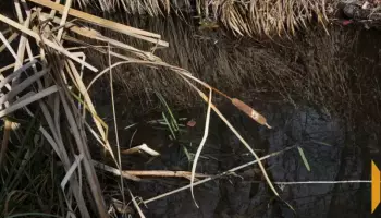 Трагическая находка у водохранилища в Нововоронежe: обнаружено тело мужчины